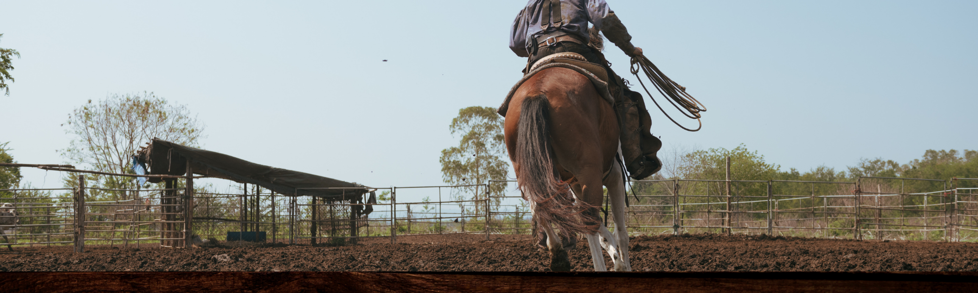 training a horse 