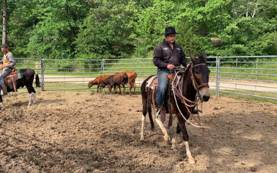 click here to see our horse and mule training services