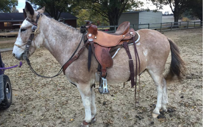 click here to see our mules and horses