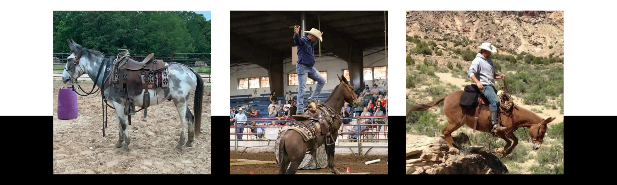 collage featuring horses and mule