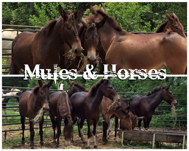 Horses and mules